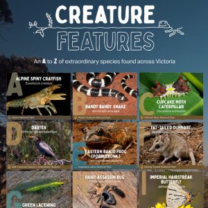 Fauna (animals) | River Detectives